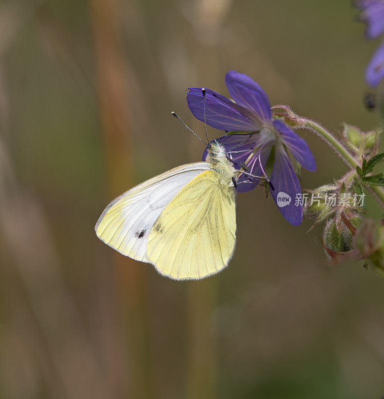 绿脉白蝶(Pieris napi)